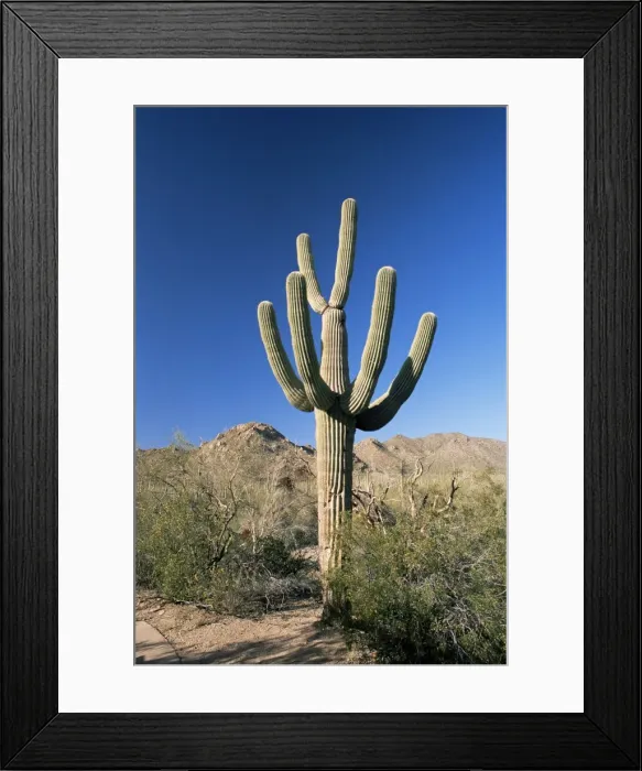 Framed Print : Saguaro cactus (Cereus giganteus) Framed Print : Saguaro cactus (Cereus giganteus)