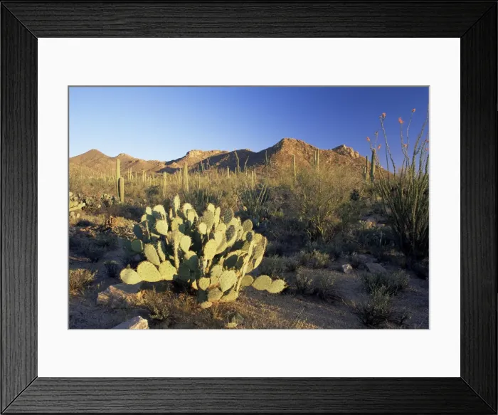 Framed Print : Prickly pear cactus (Opuntia phaeacantha) at sunset Framed Print : Prickly pear cactus (Opuntia phaeacantha) at sunset