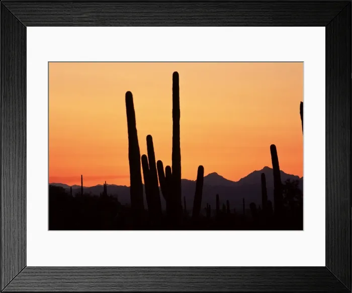 Framed Print : Saguaro cacti (Cereus giganteus) Framed Print : Saguaro cacti (Cereus giganteus)