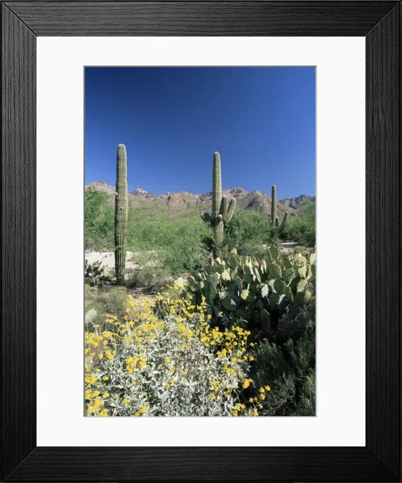 Framed Print : Tall Saguaro cacti (Cereus giganteus) in desert landscape Framed Print : Tall Saguaro cacti (Cereus giganteus) in desert landscape