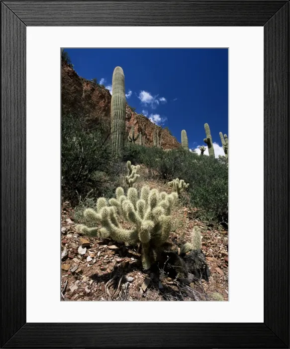 Framed Print : Teddy bear cholla (Opuntia bigelovii) Framed Print : Teddy bear cholla (Opuntia bigelovii)