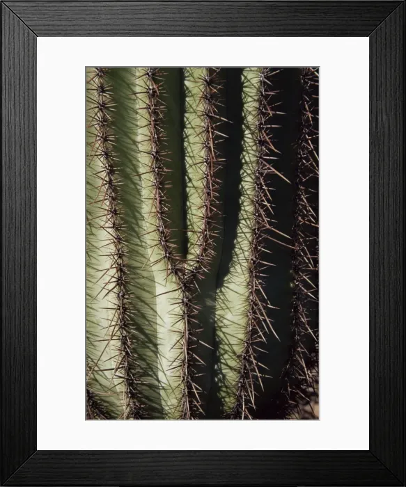 Framed Print : Close-up of Saguaro cactus (Carnegiea gigantea) Framed Print : Close-up of Saguaro cactus (Carnegiea gigantea)