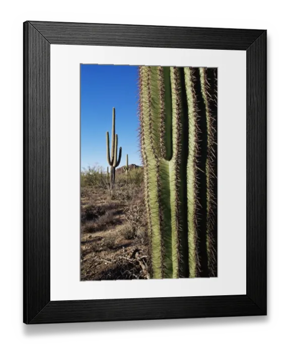 Framed Print : Saguaro cactus (Carnegiea gigantea) Framed Print : Saguaro cactus (Carnegiea gigantea)