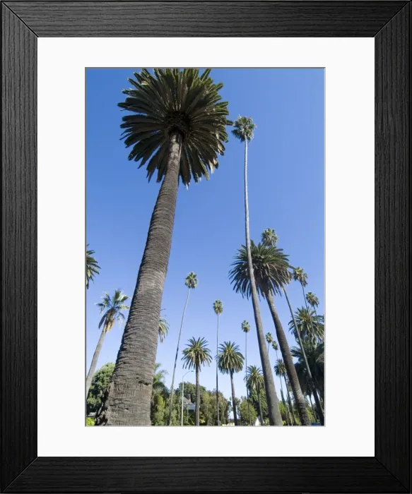 Framed Print : Beverly Drive Framed Print : Beverly Drive