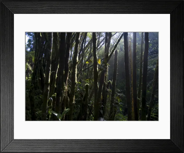 Framed Print : Rainforest near Akaka Falls Framed Print : Rainforest near Akaka Falls