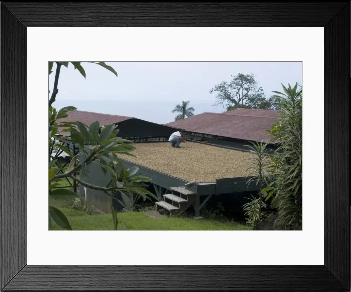 Framed Print : Kona coffee beans drying in the sun Framed Print : Kona coffee beans drying in the sun