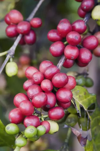 Ripe coffee berries
