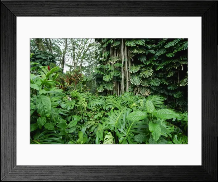 Framed Print : Lush vegetation at Akaka Falls Framed Print : Lush vegetation at Akaka Falls