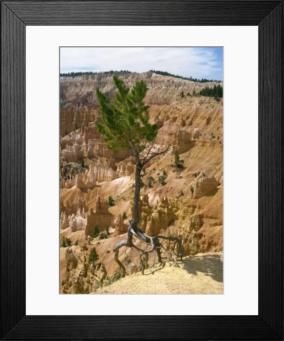 Framed Print : A pine trees roots exposed as top soil is washed away by storms Framed Print : A pine trees roots exposed as top soil is washed away by storms
