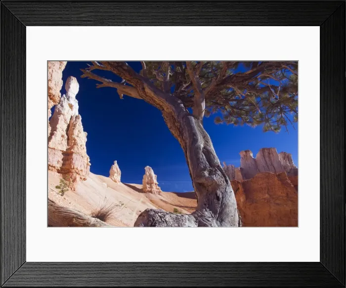 Framed Print : A gnarled tree trunk among the colourful pinnacles Framed Print : A gnarled tree trunk among the colourful pinnacles
