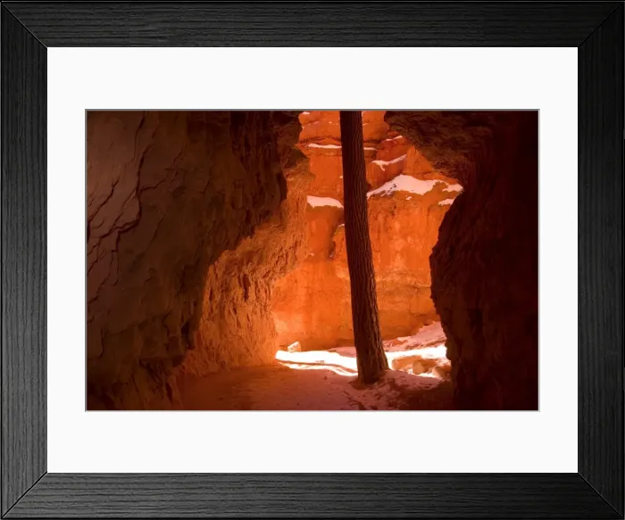 Framed Print : Bryce Canyon, Tree in the Canyon, Bryce Canyon N Framed Print : Bryce Canyon, Tree in the Canyon, Bryce Canyon N