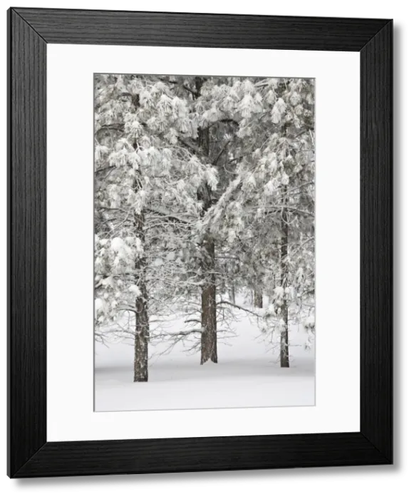 Framed Print : Snow-covered pine trees Framed Print : Snow-covered pine trees