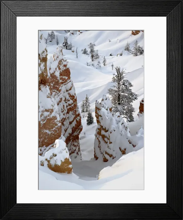 Framed Print : Snow, trees Framed Print : Snow, trees