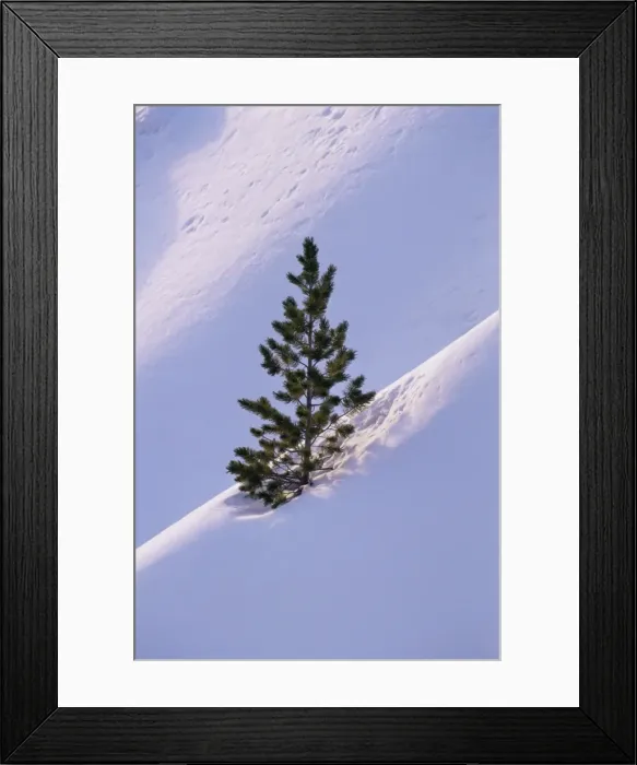 Framed Print : Pine tree in snow Framed Print : Pine tree in snow