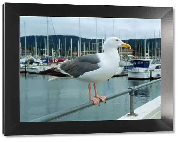 Seagull, Fishermans Wharf