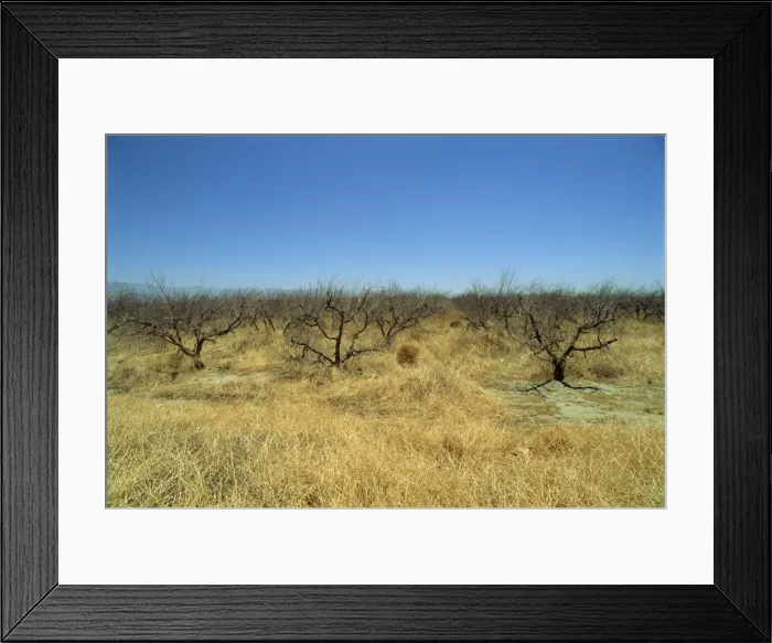 Framed Print : Dead orange groves Framed Print : Dead orange groves