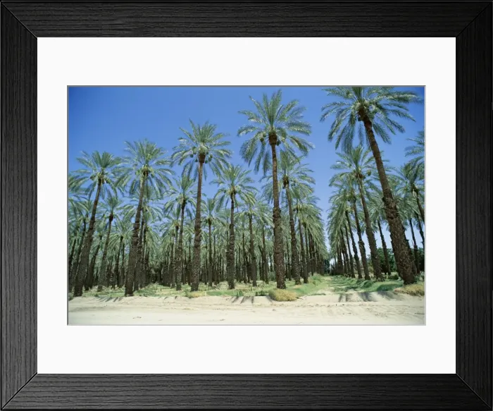 Framed Print : Date palm orchards near Indio Framed Print : Date palm orchards near Indio