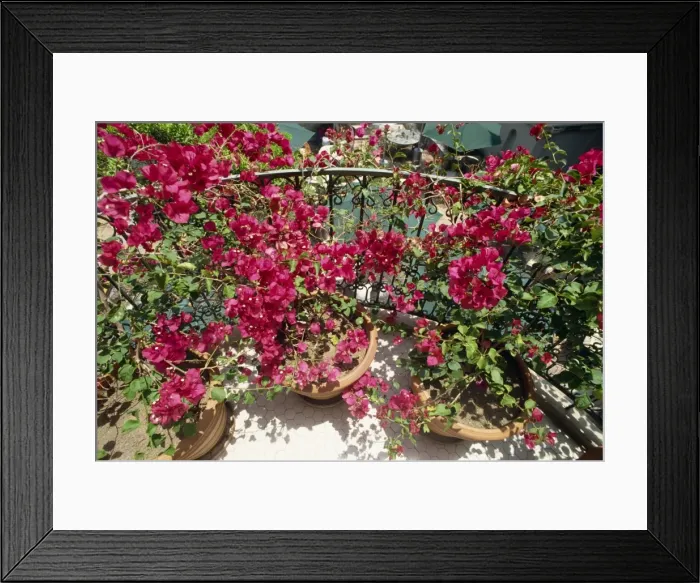 Framed Print : Bougainvillea on balcony of the recently restored Mission Inn Hotel
