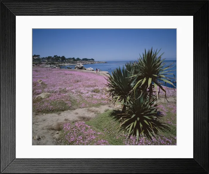 Framed Print : The Magic Carpet of mesembryanthemum flowers Framed Print : The Magic Carpet of mesembryanthemum flowers