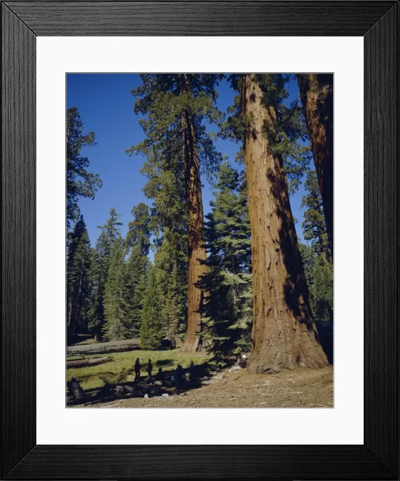 Framed Print : Giant sequoia trees Framed Print : Giant sequoia trees