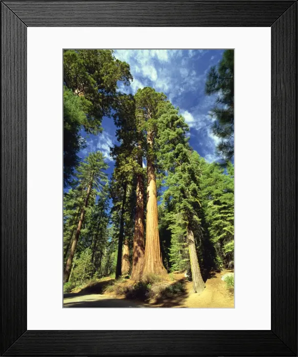 Framed Print : Giant sequoia trees Framed Print : Giant sequoia trees