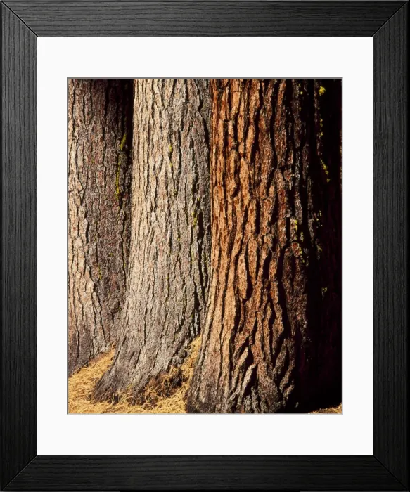 Framed Print : Close-up of the trunks and bark of a grove of Giant Sequoias Framed Print : Close-up of the trunks and bark of a grove of Giant Sequoias
