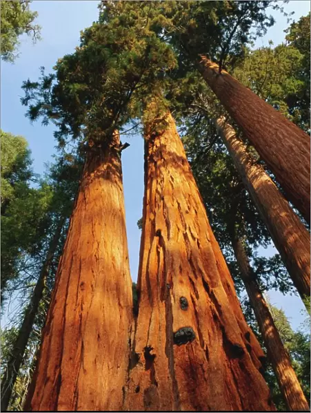 Giant sequoia tree