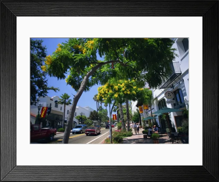 Framed Print : Flowering trees line the sidewalks of State Street in Santa Barbara Framed Print : Flowering trees line the sidewalks of State Street in Santa Barbara