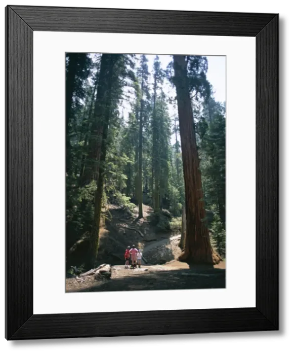 Framed Print : Visitors in the Giant Forest Framed Print : Visitors in the Giant Forest