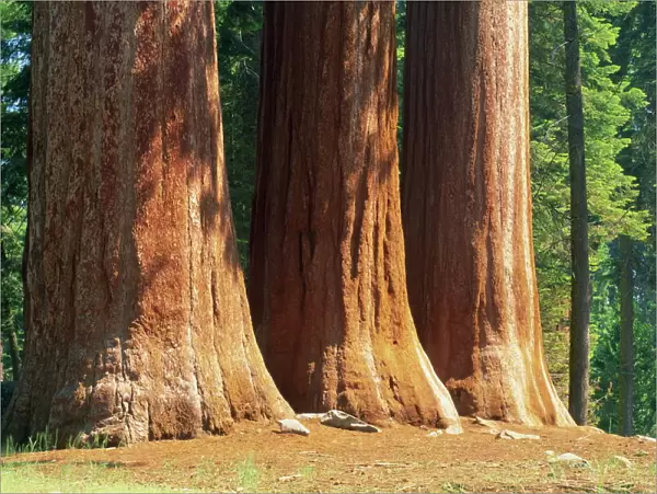 Giant sequoia trees in the Giant Forest in the Sequoia National Park