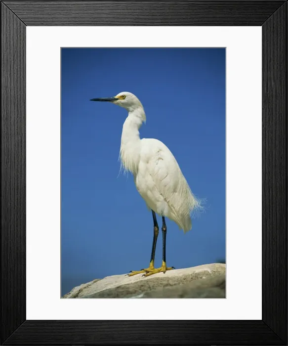 Framed Print : Snowy egret (Egretta thula) Framed Print : Snowy egret (Egretta thula)