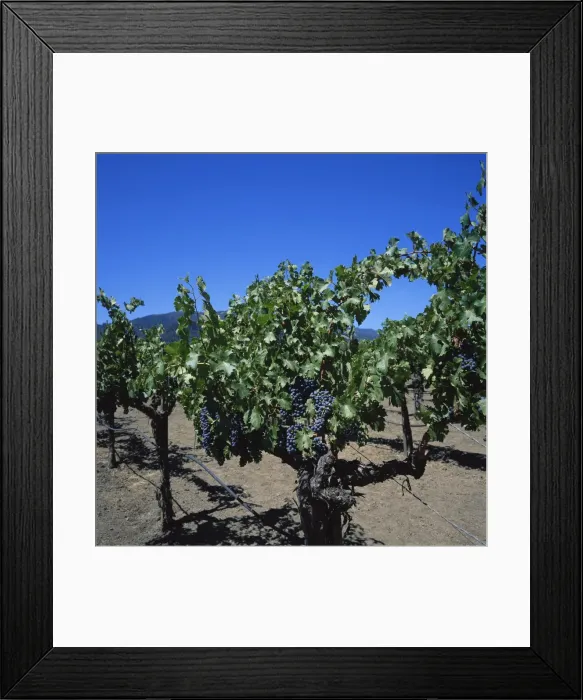 Framed Print : Close-up of vines with black grapes at the Robert Mondavi Vineyards Framed Print : Close-up of vines with black grapes at the Robert Mondavi Vineyards