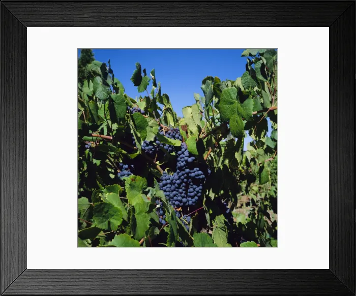 Framed Print : Ripe grapes on vine Framed Print : Ripe grapes on vine