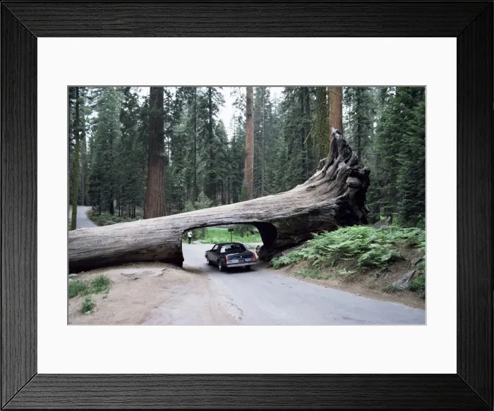 Framed Print : Tunnel Log Framed Print : Tunnel Log