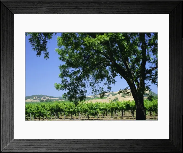 Framed Print : Wine country in the Napa Valley Framed Print : Wine country in the Napa Valley
