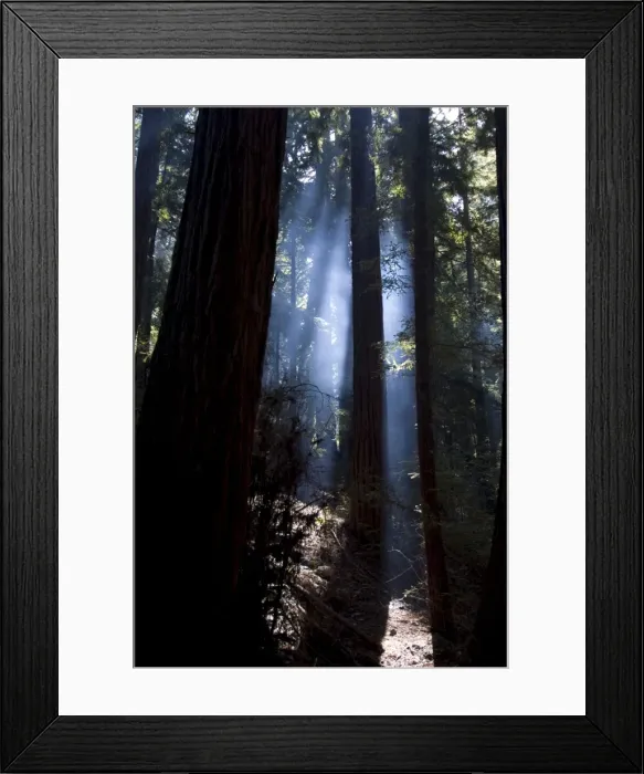 Framed Print : Redwood forest Framed Print : Redwood forest