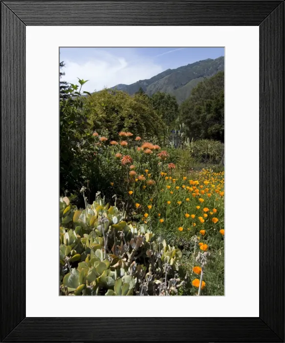 Framed Print : Garden at Big Sur Bakery Framed Print : Garden at Big Sur Bakery