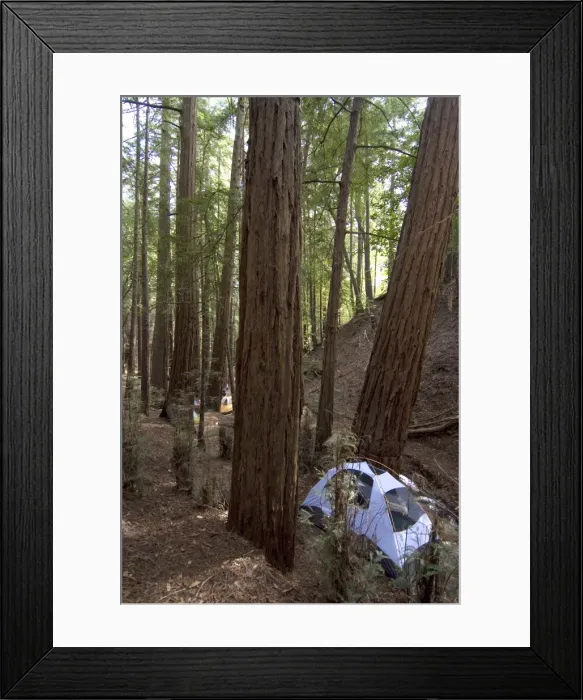 Framed Print : Campsite in the middle of the redwood forest Framed Print : Campsite in the middle of the redwood forest
