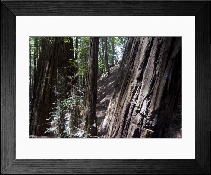 Framed Print : Redwood forest Framed Print : Redwood forest