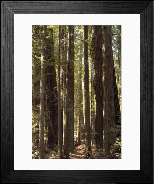 Framed Print : Redwoods, Humboldt County Framed Print : Redwoods, Humboldt County