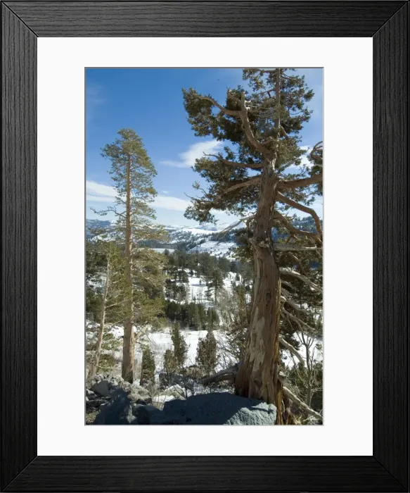 Framed Print : In the Sierra Nevada Mountains Framed Print : In the Sierra Nevada Mountains