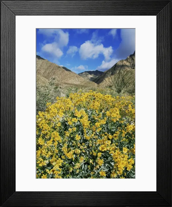Framed Print : Brittlebushes with mountains behind Framed Print : Brittlebushes with mountains behind