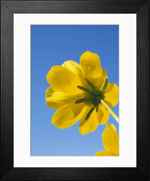 Framed Print : Low angle view of a desert sunflower