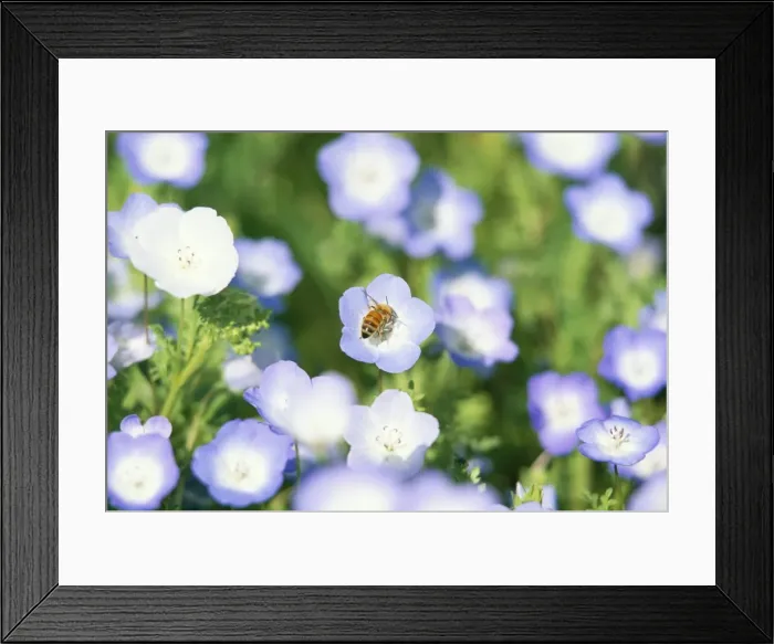 Framed Print : Bee collecting nectar from a spring wild flower Framed Print : Bee collecting nectar from a spring wild flower