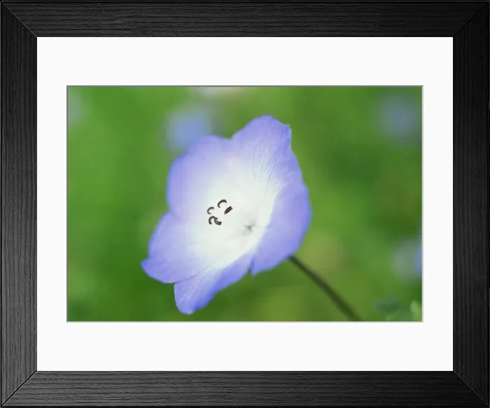 Framed Print : Close-up of the American wild flower Framed Print : Close-up of the American wild flower