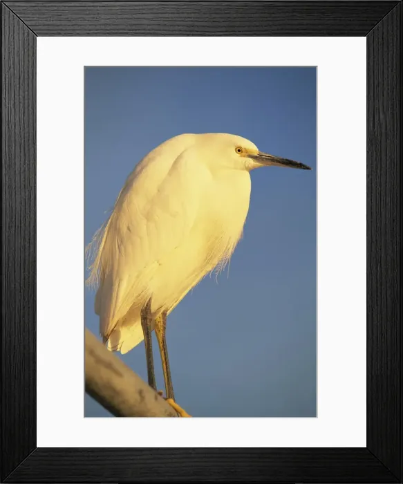 Framed Print : Close-up of a snowy egret bird Framed Print : Close-up of a snowy egret bird