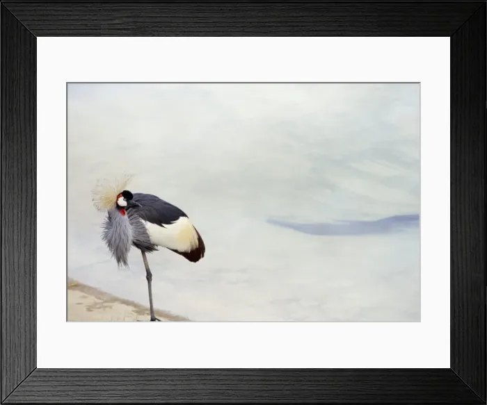 Framed Print : Crane, Santa Barbara Zoo Framed Print : Crane, Santa Barbara Zoo