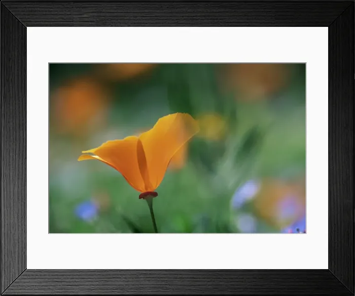 Framed Print : Close-up of a California poppy