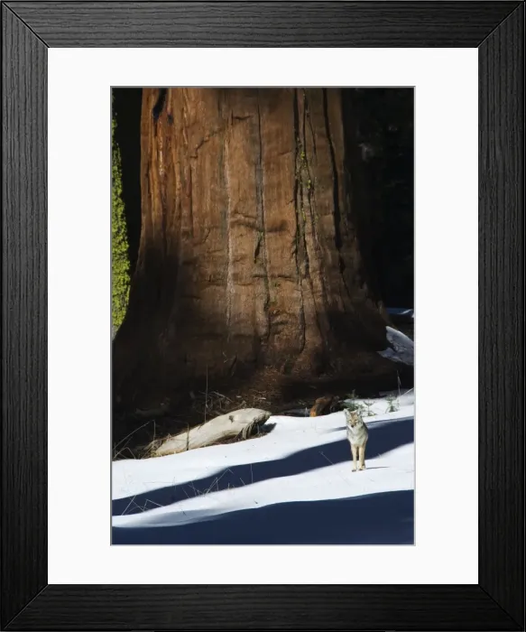 Framed Print : A coyote is dwarfed by a tall sequoia tree trunk in