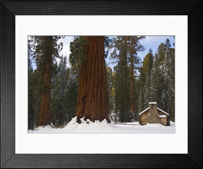 Framed Print : A stone brick museum is dwarfed by giant sequoia trees Framed Print : A stone brick museum is dwarfed by giant sequoia trees